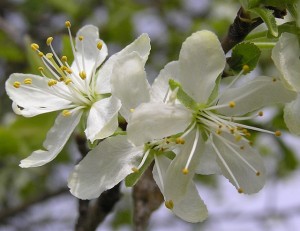 Pflaume 2