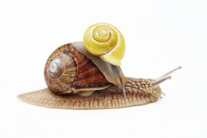 Schnecke mit Fremdbild